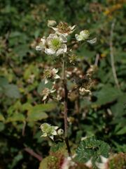 Rubus pilifer