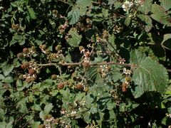Rubus pilifer