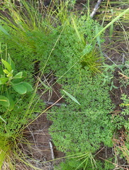 Annesorhiza macrocarpa