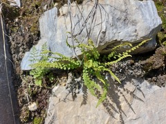 Woodsia pulchella