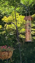Sitta carolinensis