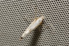 Argyresthia bonnetella
