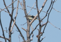 Ficedula hypoleuca