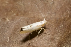 Argyresthia bonnetella