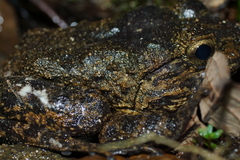 Limnonectes grunniens