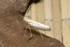 Argyresthia bonnetella