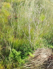 Annesorhiza macrocarpa