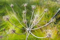 Annesorhiza macrocarpa