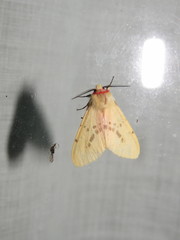 Lemyra bornemontana