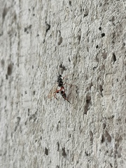 Glabridorsum stokesii