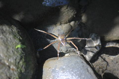 Dolomedes mizhoanus