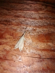 Donacaula