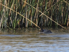 Fulica rufifrons