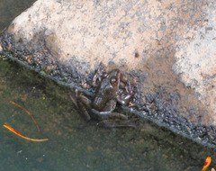 Lithobates zweifeli