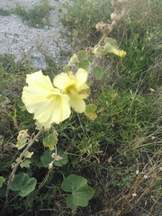 Alcea rugosa