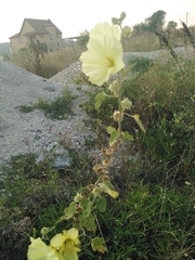 Alcea rugosa