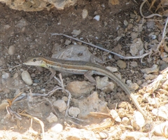 Ophisops elegans schlueteri