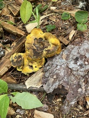 Gastroboletus