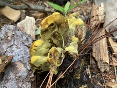 Gastroboletus