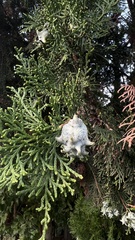 Platycladus