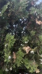 Platycladus