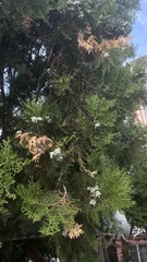 Platycladus