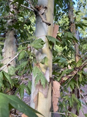 Platanus wrightii