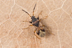 Scolopostethus thomsoni