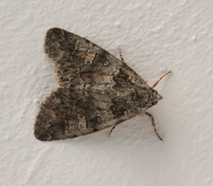 Olivenebula subsericata