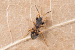 Scolopostethus thomsoni