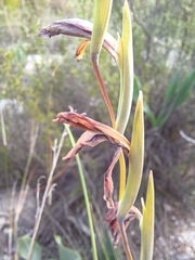 Gladiolus carinatus