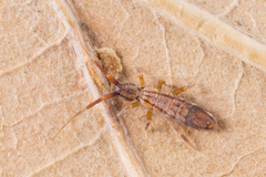 Orchesella flavescens