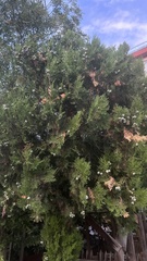 Platycladus