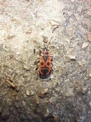 Pyrrhocoris apterus