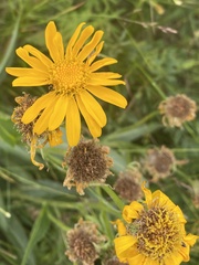 Senecio doronicum
