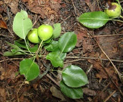 Pyrus communis communis
