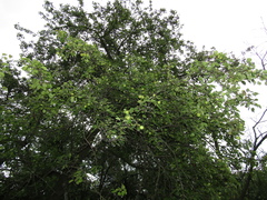 Pyrus communis communis