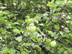 Pyrus communis communis