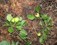 Pyrus communis communis