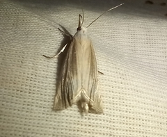 Metacrambus pallidellus