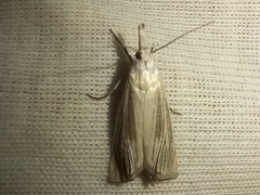 Metacrambus pallidellus