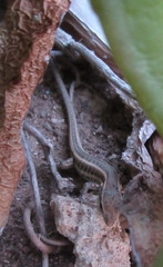 Ophisops elegans schlueteri