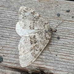 Entephria caesiata
