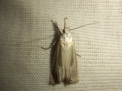 Metacrambus pallidellus