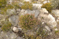 Erica curtophylla