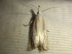 Metacrambus pallidellus