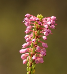 Erica curtophylla