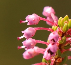 Erica curtophylla
