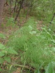 Equisetum pratense image