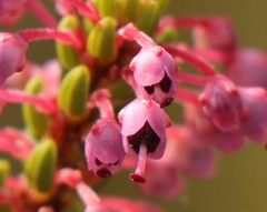 Erica curtophylla